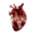 Realistic heart.